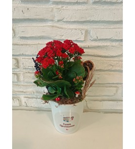 Kalanchoe Seramik Saksıda Ögretmenler Günü